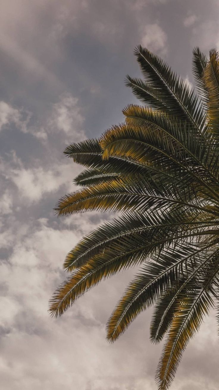 urfavvcancer OnlyFans profile picture