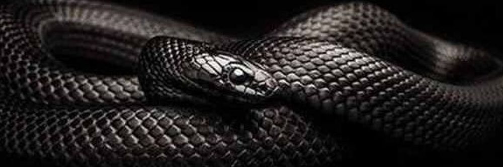 black_cobra01 OnlyFans profile picture