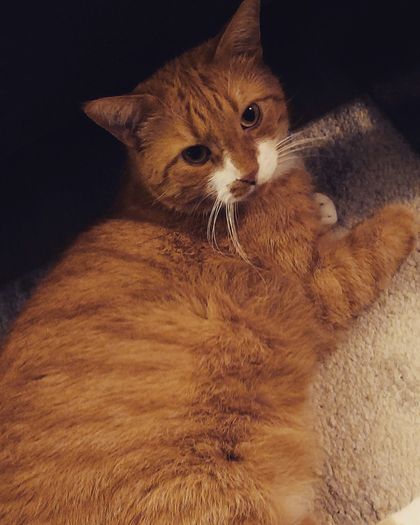 funkycatz OnlyFans picture
