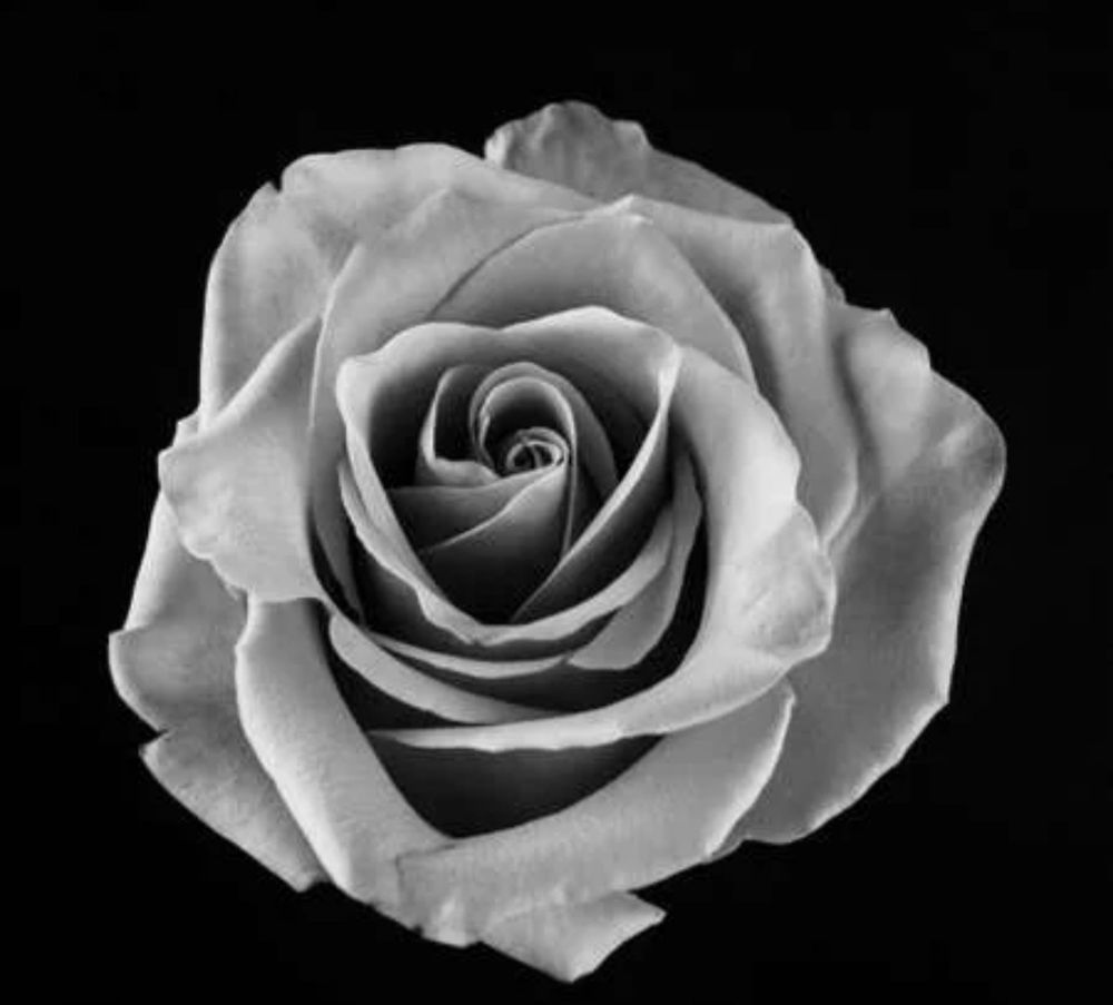 rose.blackanwhite OnlyFans profile picture