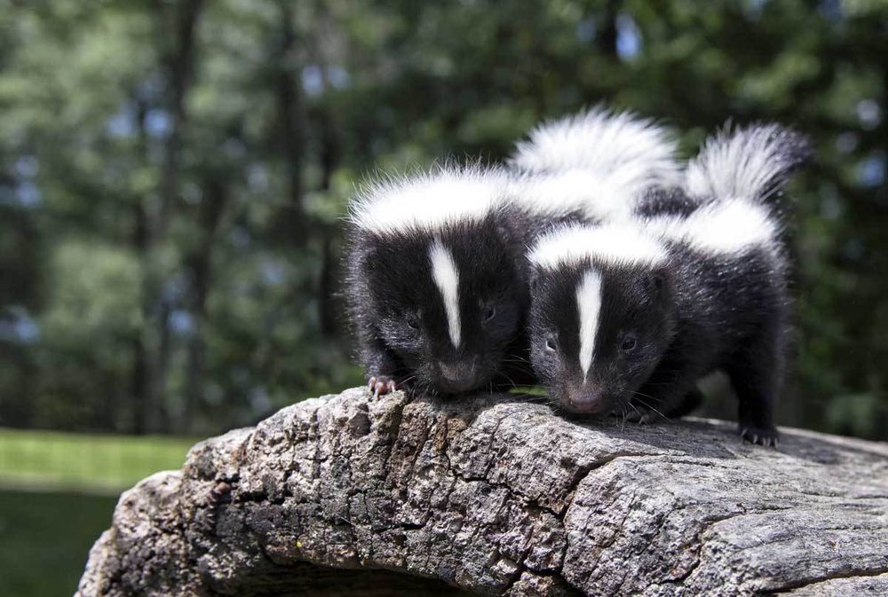 skunkiiiiiii OnlyFans profile picture