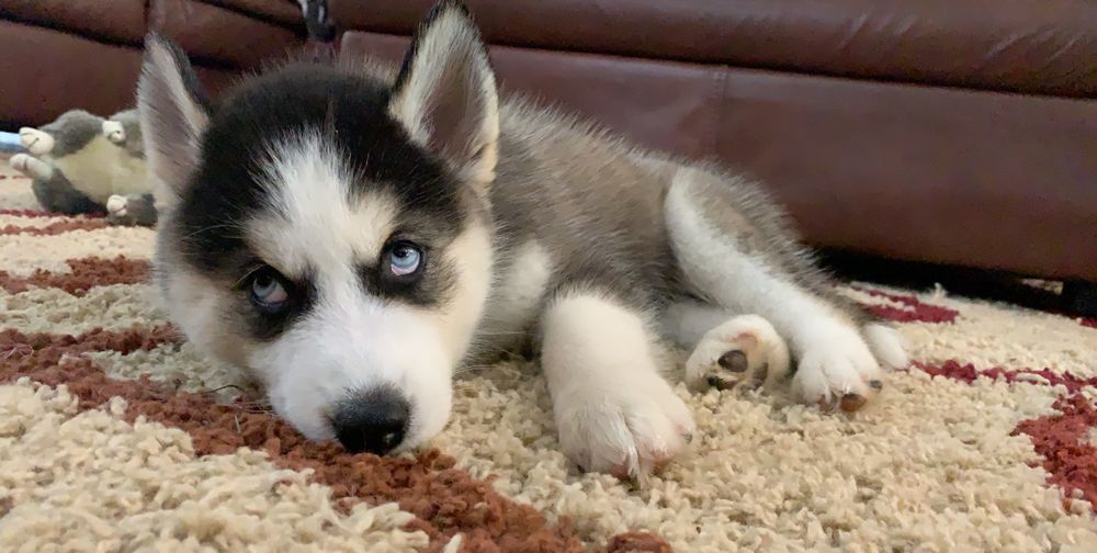 lokithehusky OnlyFans profile picture