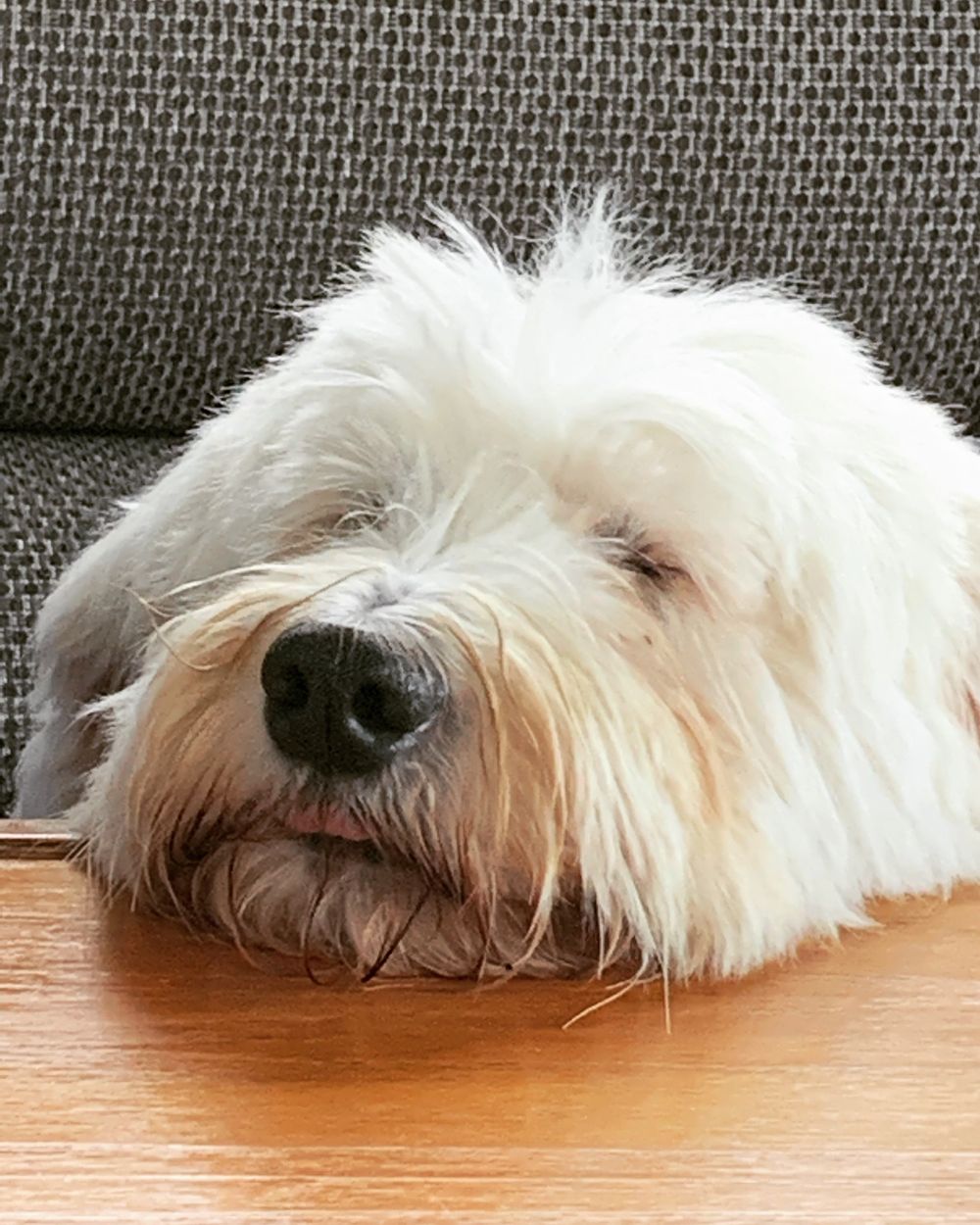 harleydog OnlyFans profile picture