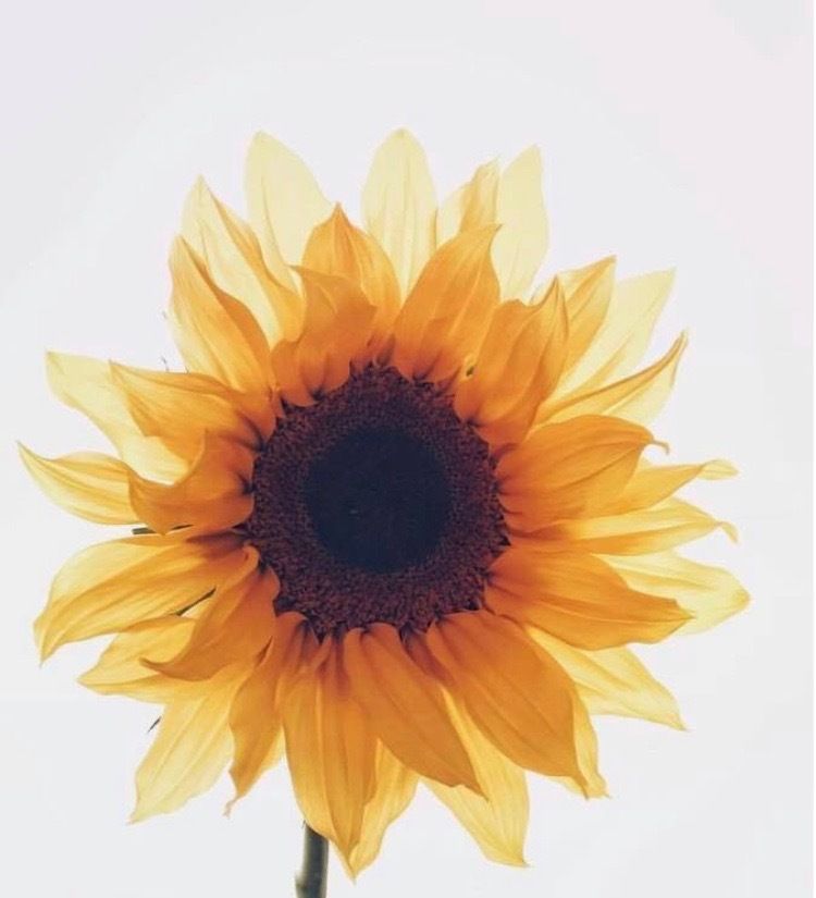 sunflowerr.xx OnlyFans profile picture