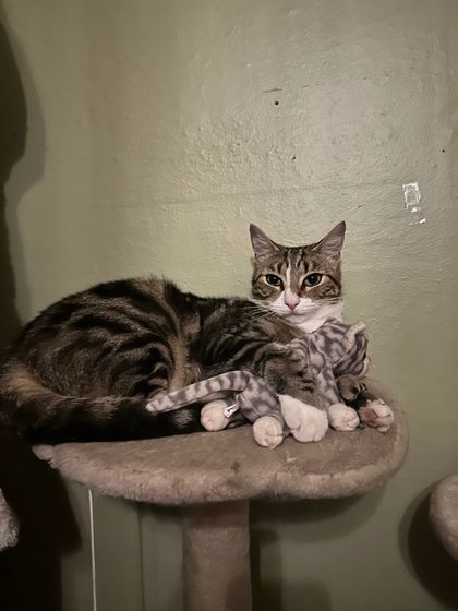 kittengirluwu OnlyFans picture