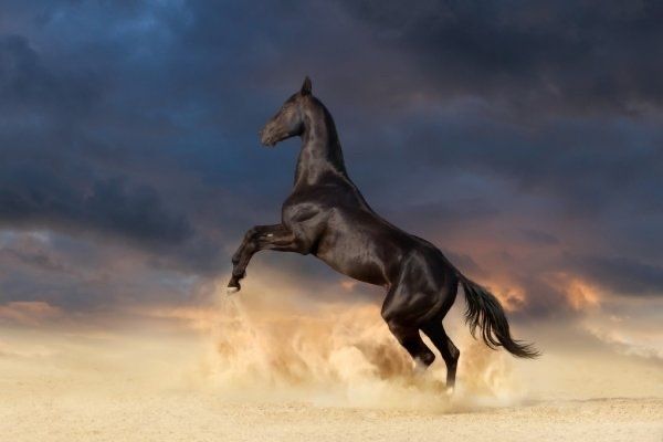 michealthestallion OnlyFans profile picture