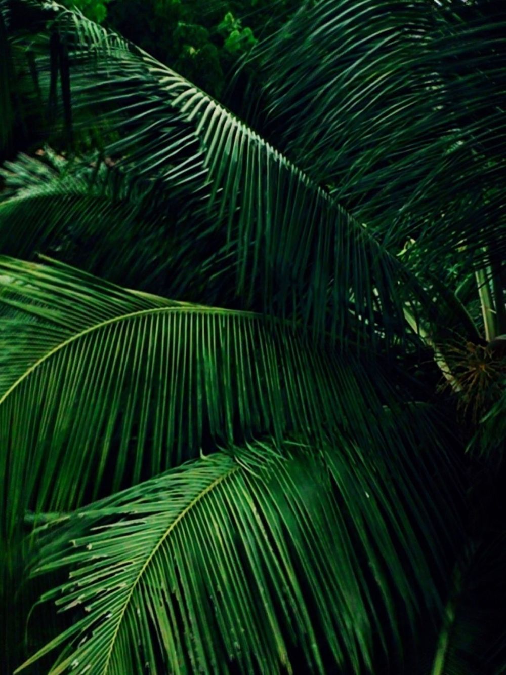 sexyiislandgal OnlyFans profile picture