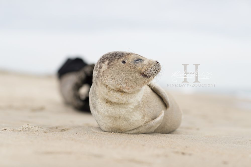 cutebabyseal OnlyFans profile picture