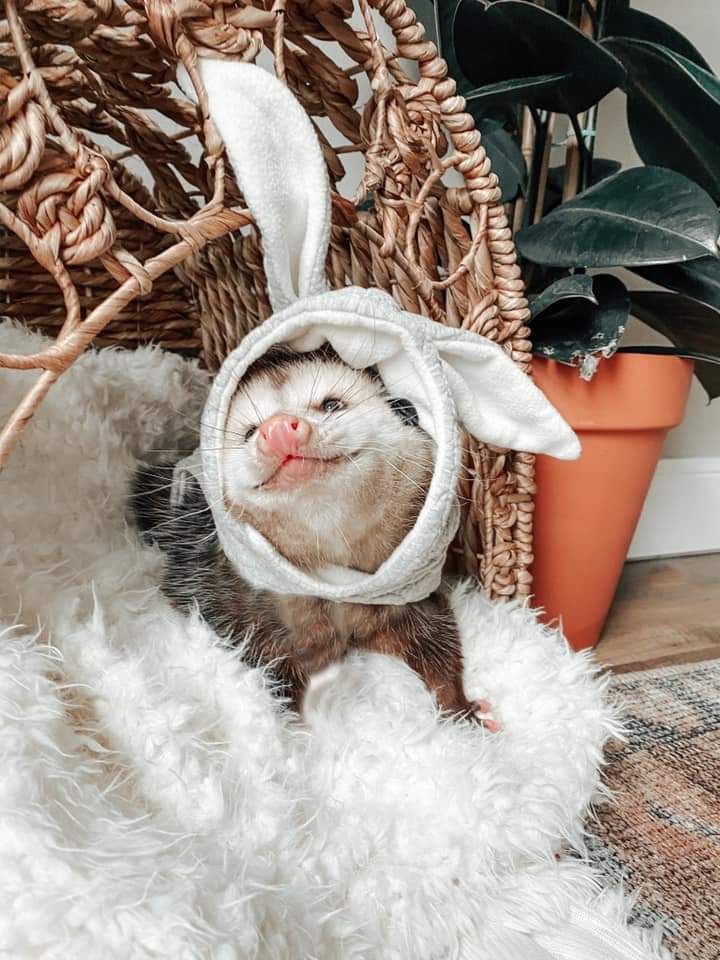 doriangraysroom OnlyFans profile picture