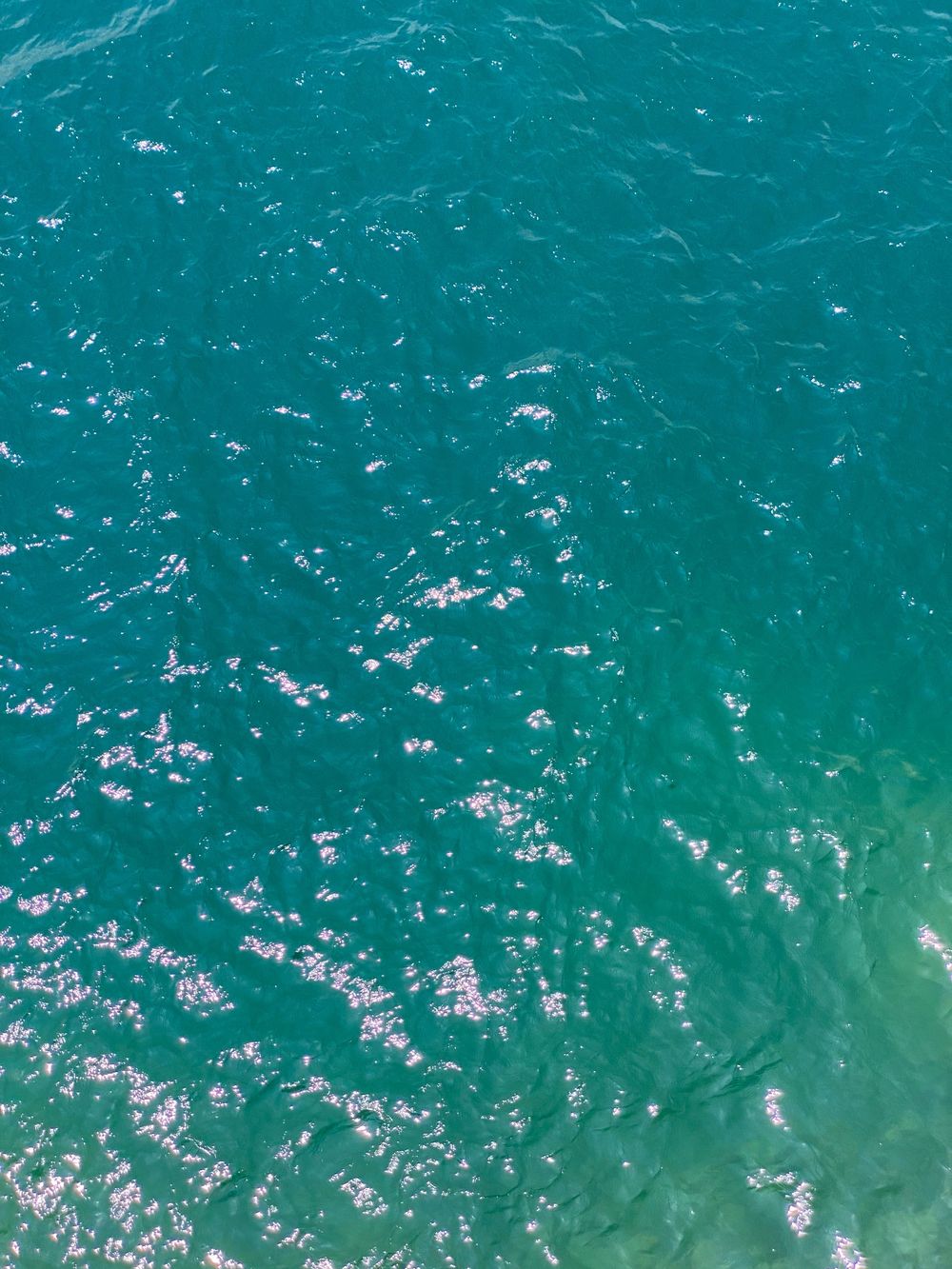 sharkiegirl OnlyFans profile picture