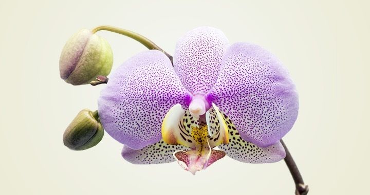 transorchid OnlyFans profile picture