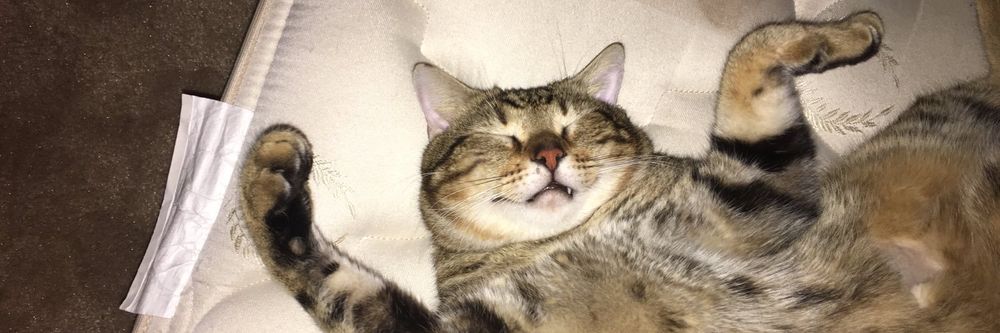 kobebby OnlyFans profile picture