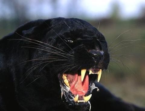 therealpanther OnlyFans profile picture