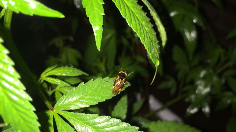 tangie_420 OnlyFans profile picture