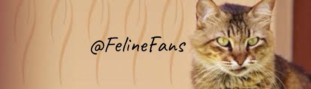 felinefans OnlyFans profile picture