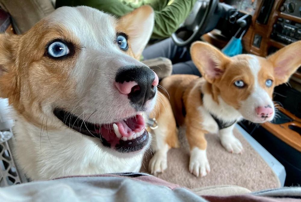 fluffybutts OnlyFans profile picture