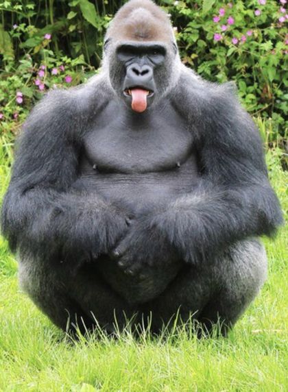 gorilladickin404 OnlyFans picture