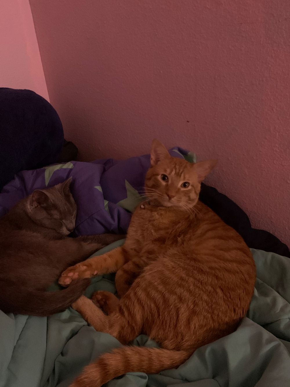 onlykitties22 OnlyFans profile picture