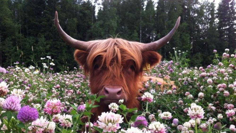 falkan OnlyFans profile picture