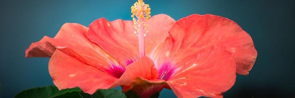 theslimflower OnlyFans profile picture