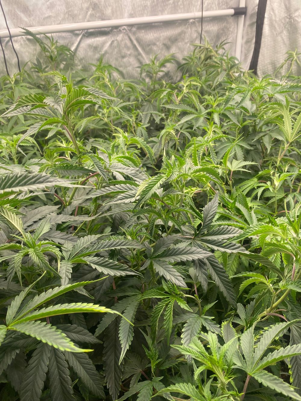 ganjalibra OnlyFans profile picture