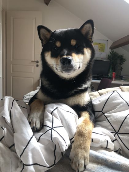 ryuk_shibainu OnlyFans picture