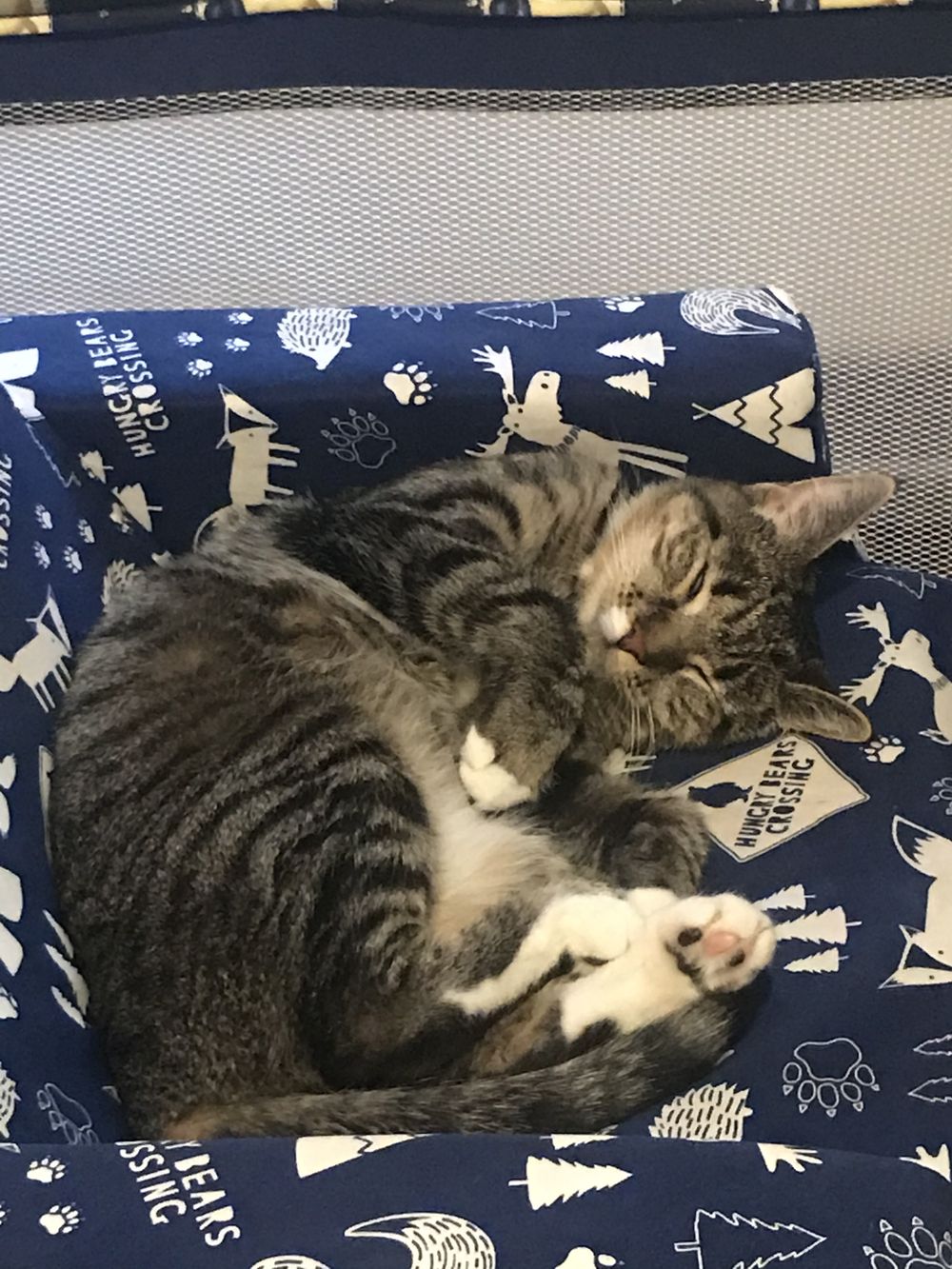 iamcat_ OnlyFans profile picture