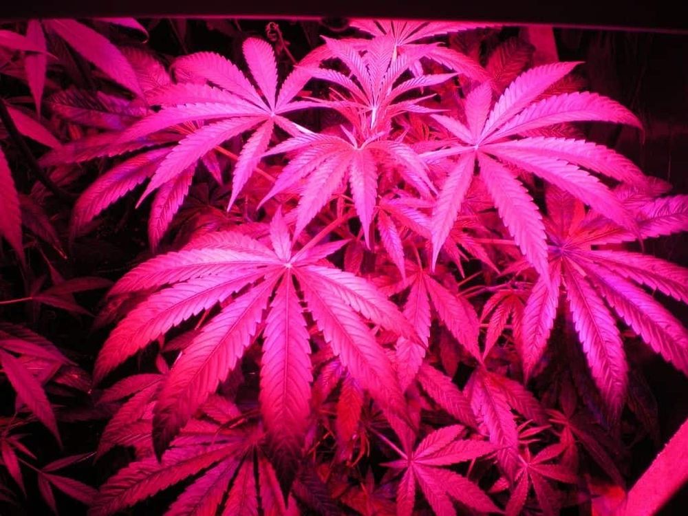 indica.222 OnlyFans profile picture