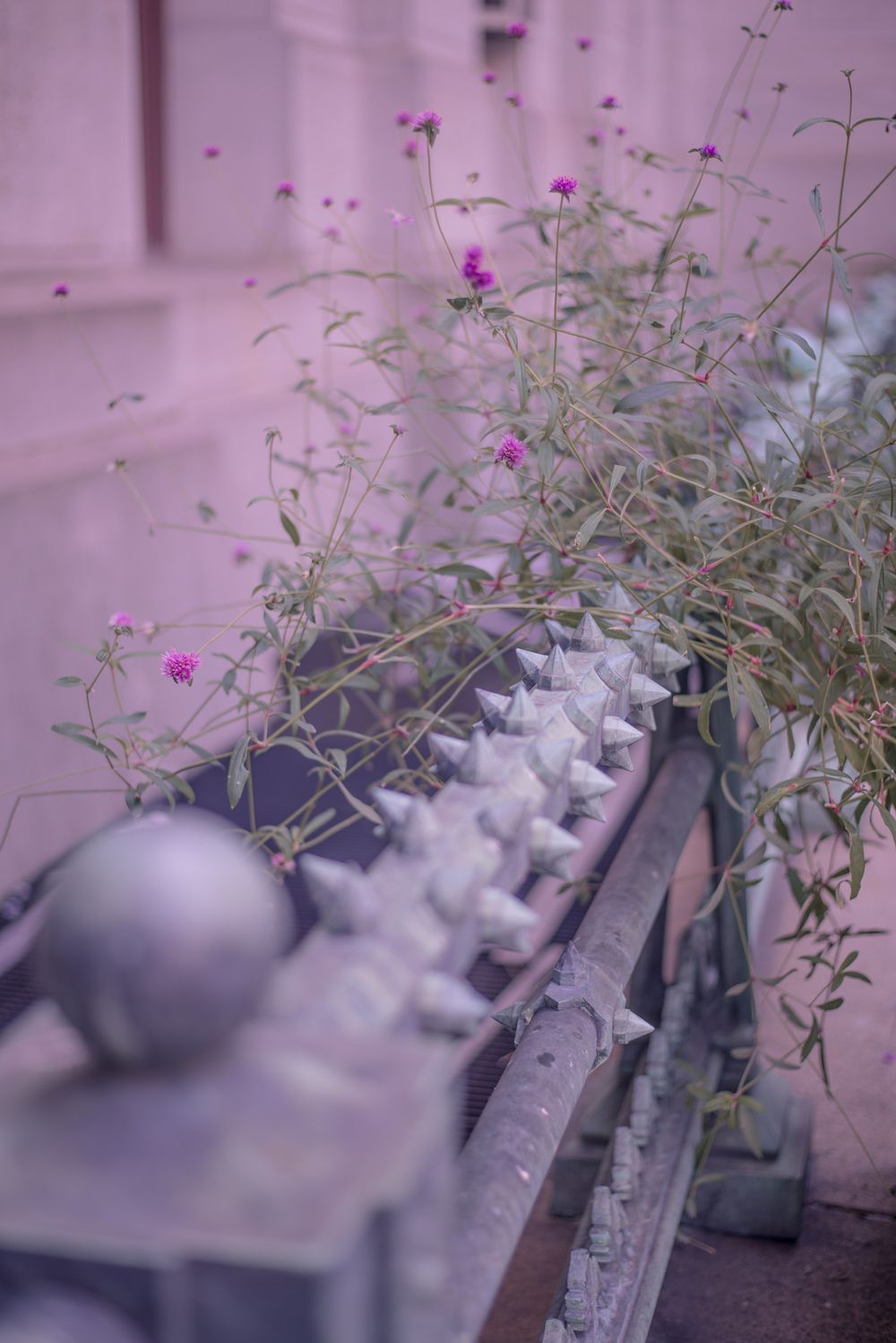 solar_powered_flower OnlyFans profile picture