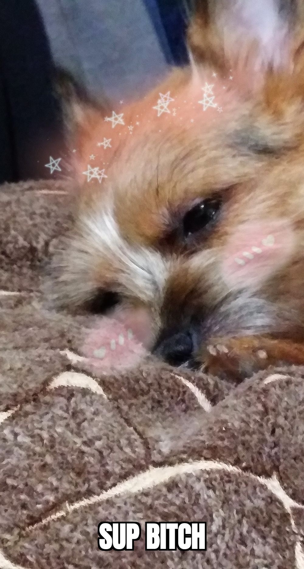 tokebuddy OnlyFans profile picture