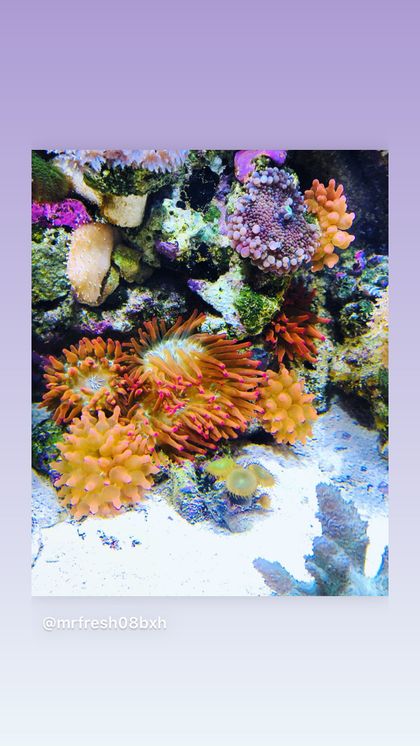 willyh_reeftank OnlyFans picture