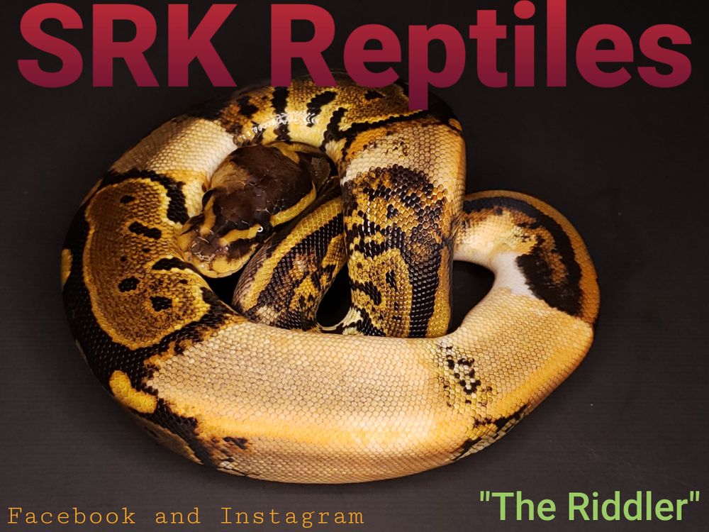 srk_reptiles OnlyFans profile picture