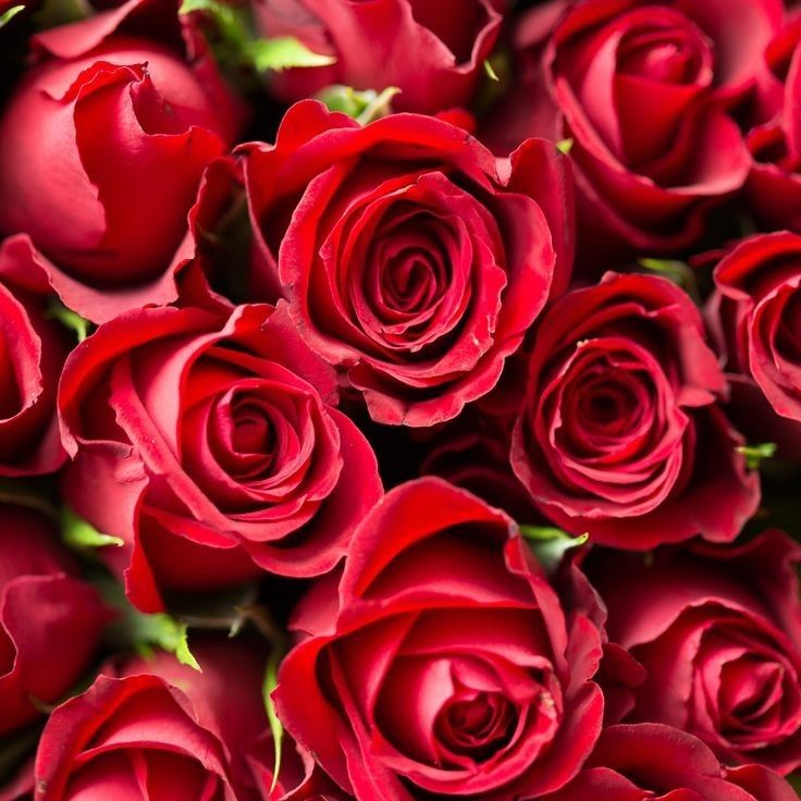 rose.avery OnlyFans profile picture