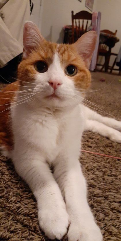 tofukitty OnlyFans picture