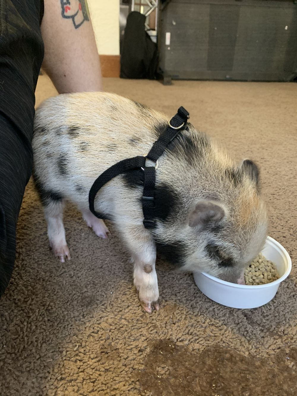 cleoporktra OnlyFans profile picture