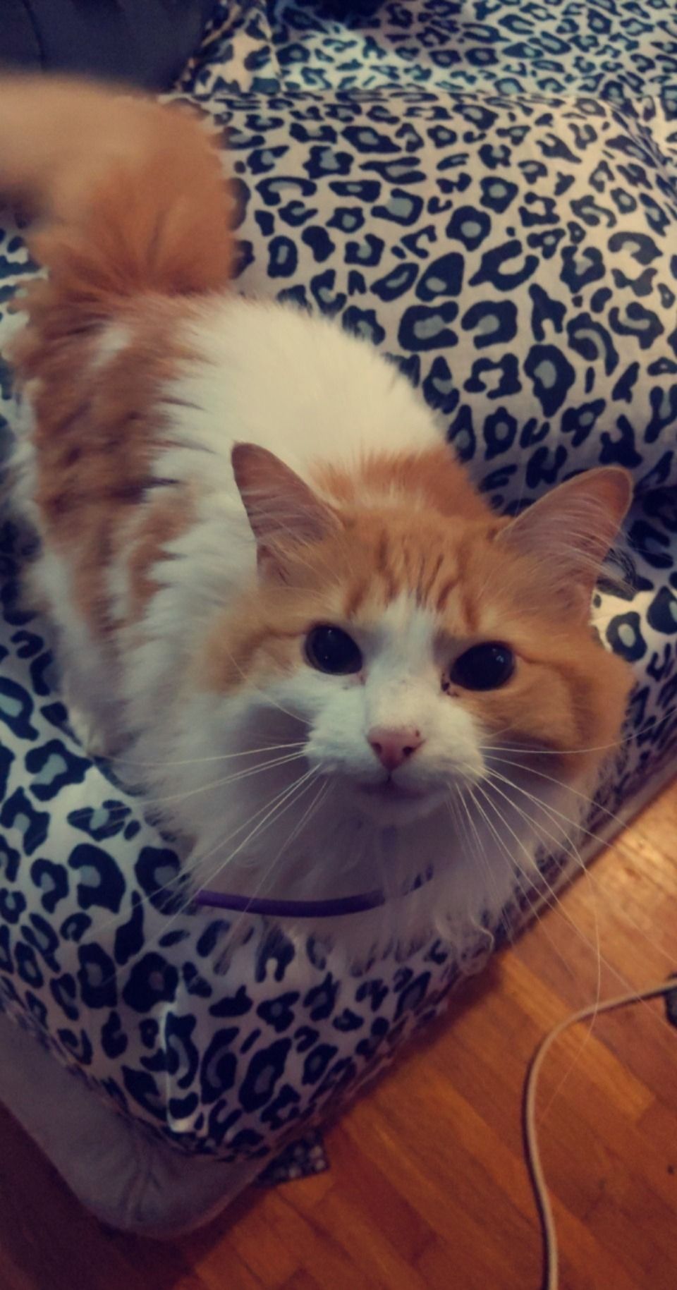 gigiggles OnlyFans profile picture