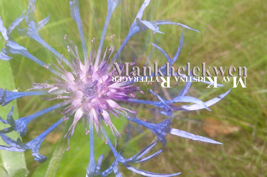 mankhelekwen OnlyFans profile picture