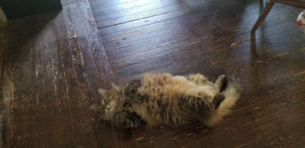 pudgybunneh OnlyFans profile picture