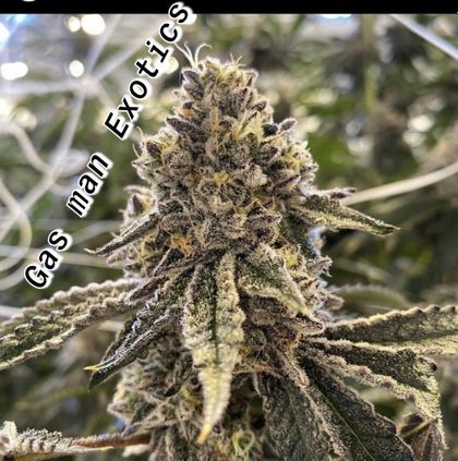 gasmanexotics420 OnlyFans picture