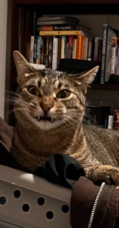 samthecat04302022 OnlyFans picture