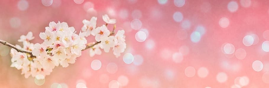 cherryblossomof OnlyFans profile picture