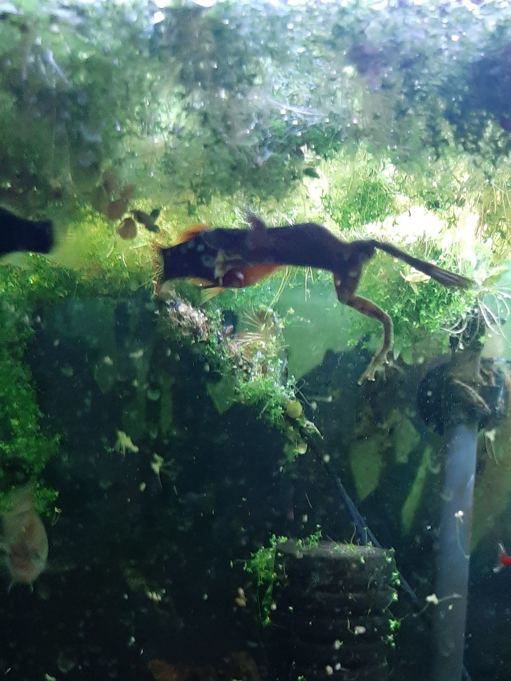 roetheaxolotl OnlyFans profile picture