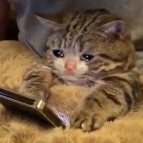michi_tears OnlyFans profile picture