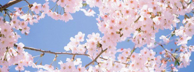 dommesakura OnlyFans profile picture