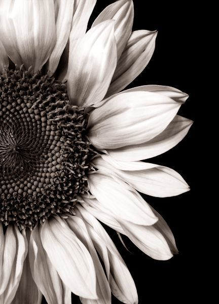 yellowsunflower2020 OnlyFans profile picture