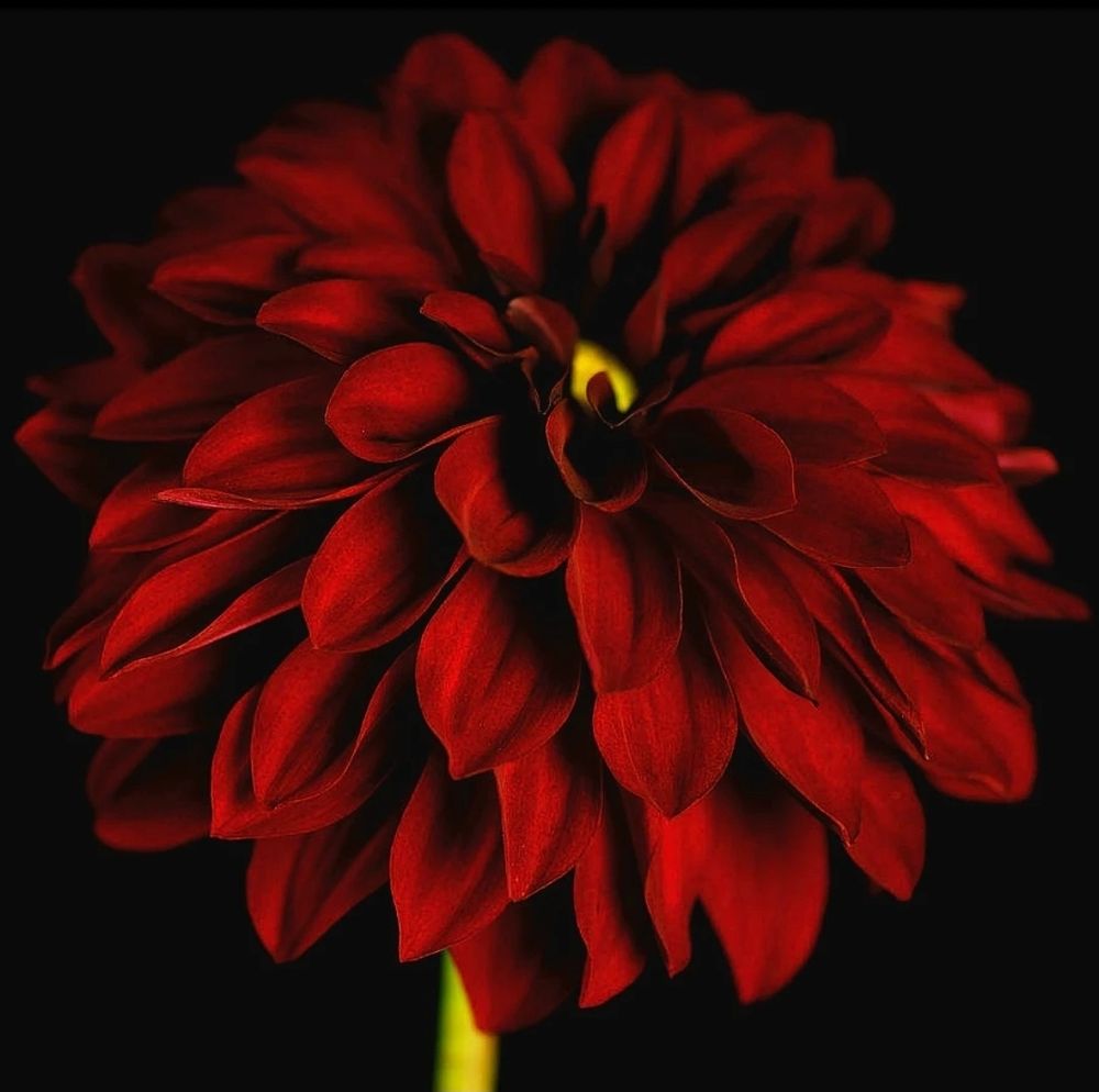red_emily_00 OnlyFans profile picture
