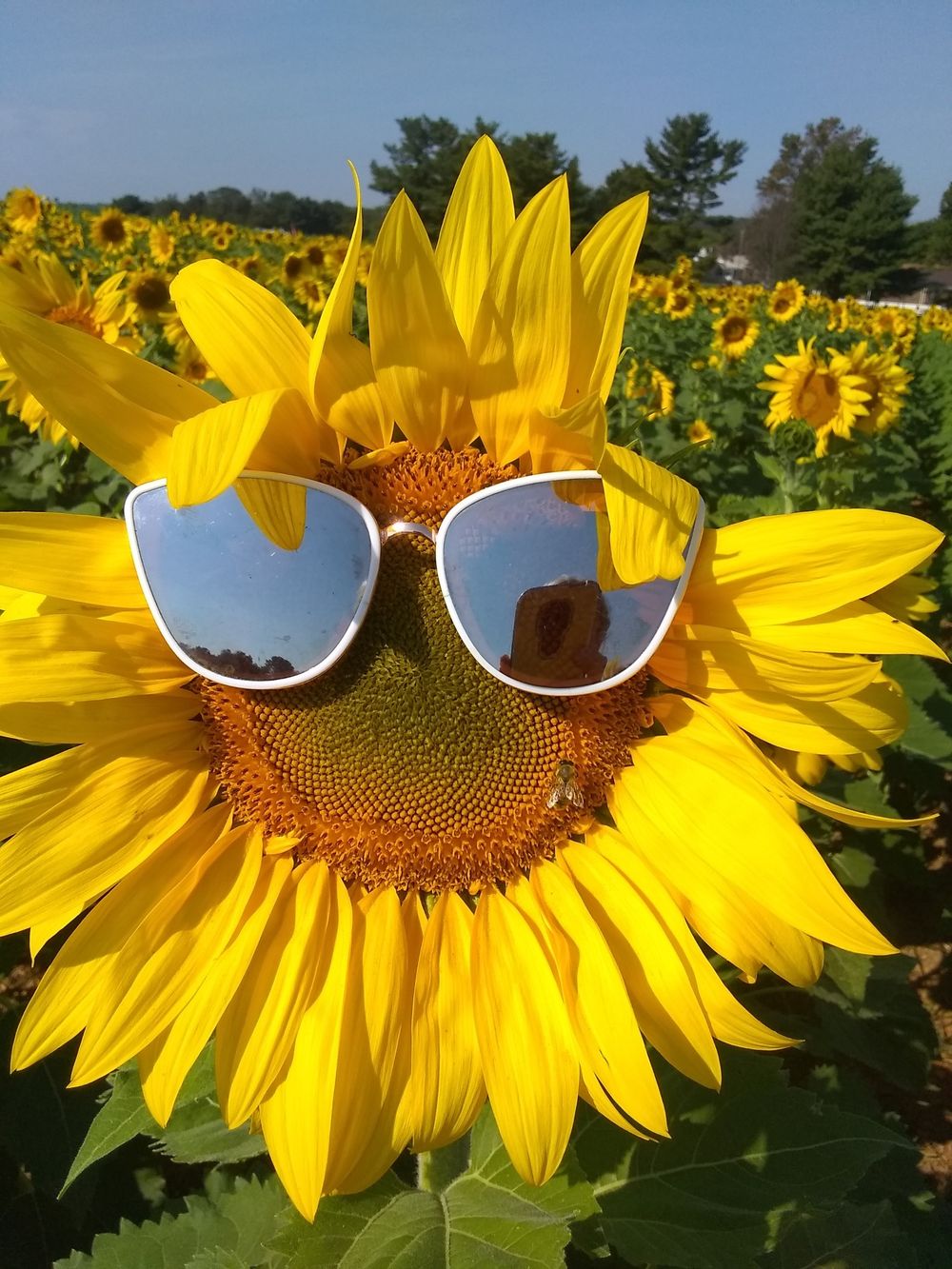 lovelylilsinflower OnlyFans profile picture