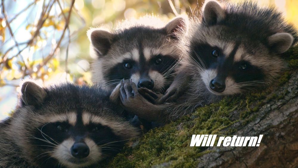 raccoonbuffoon OnlyFans profile picture