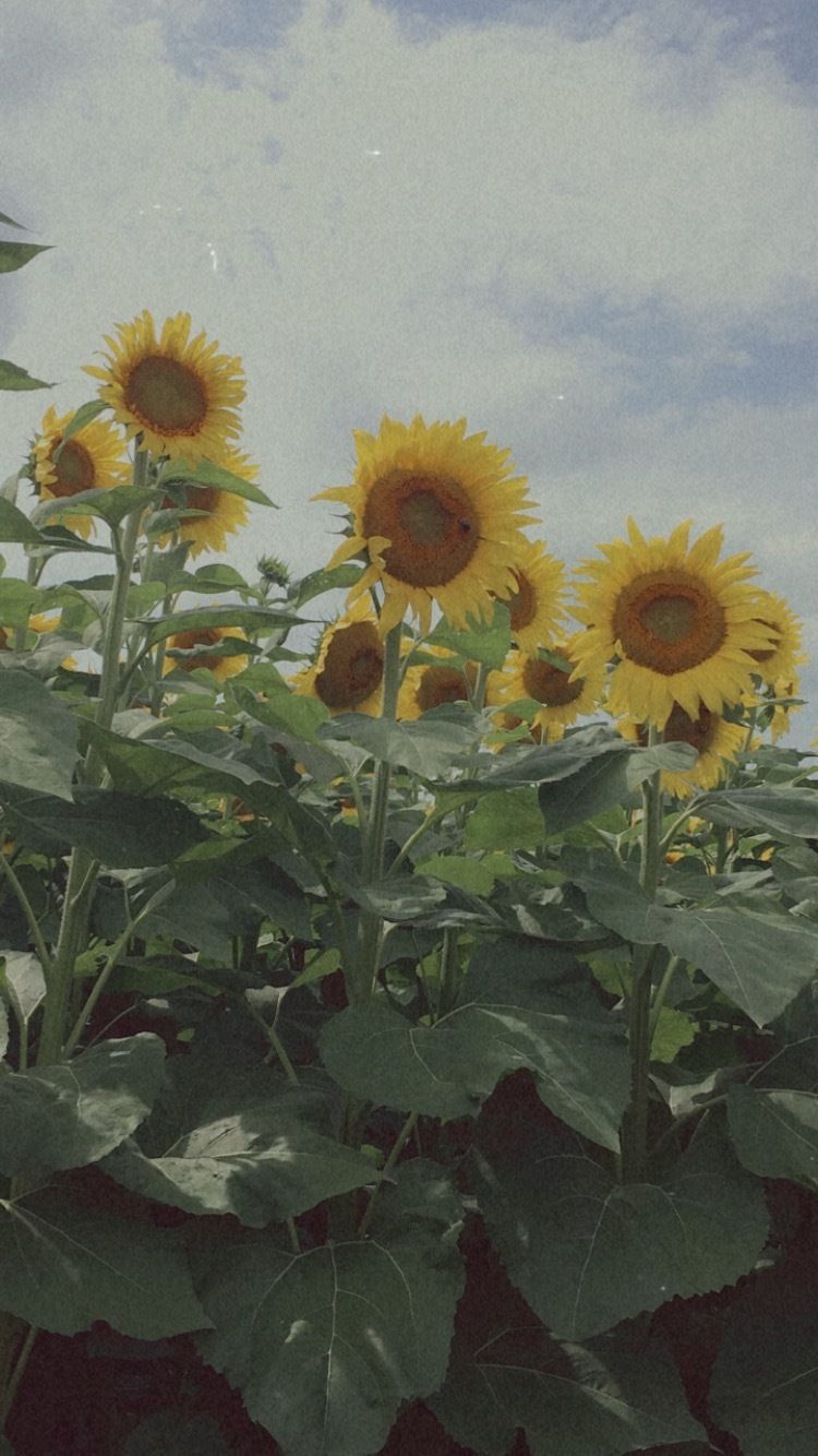 sunflower230107 OnlyFans profile picture