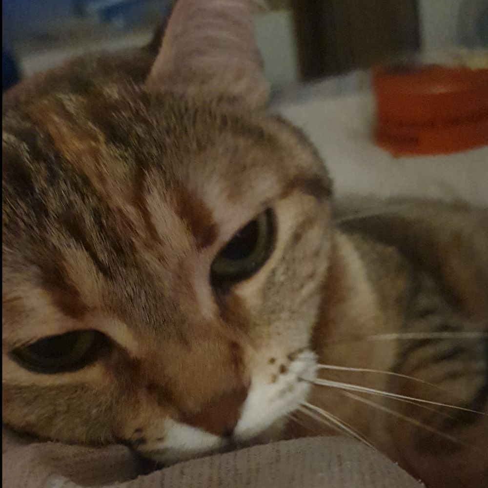 mysteriouscleo OnlyFans profile picture